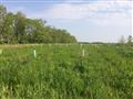 Funks Grove Tree Mitigation Ceremony